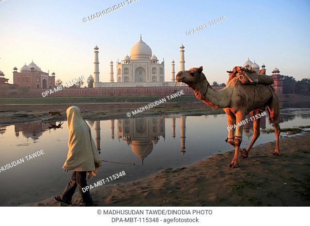 Man carrying camel at Taj Mahal Seventh Wonders of World on the south bank of Yamuna river , Agra , Uttar Pradesh , India UNESCO World Heritage Site
