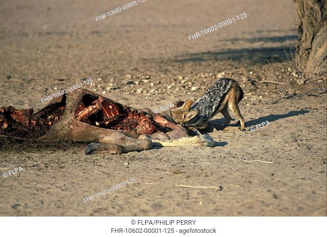 Jackal-Black-backed Canis mesomelas Feeding on Eland carcase / Kalahari
