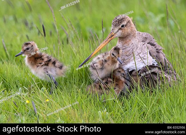 Black-tailed Godwit (limosa limosa), with chicks, offspring, young birds, nest, wet meadow, Oldenburger Münsterland, Dümmer, Dümmer See, Ochsenmoor, Lembruch