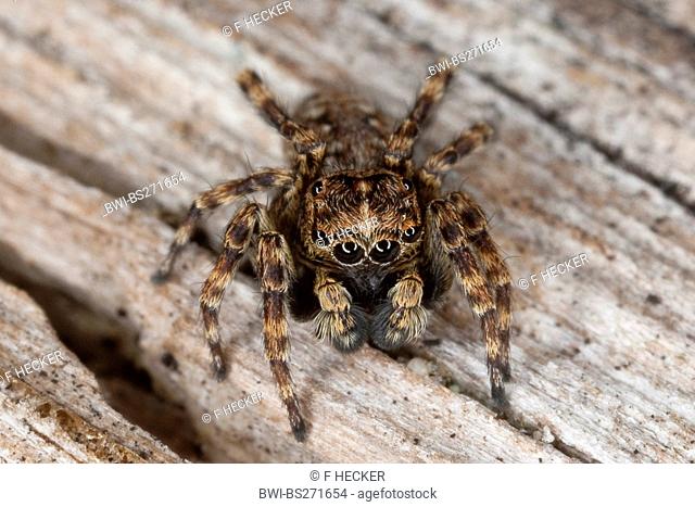 jumping spider Sitticus pubescens, male sitting on deadwood