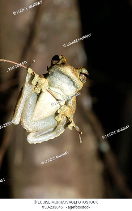 Northern Laughing tree frog, or Roth's tree frog Litoria rothii, Wet tropics rainforest frog