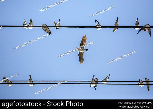 23 August 2023, Baden-Württemberg, Riedlingen: Swallows gather on a power line. The migratory birds are preparing for their journey south