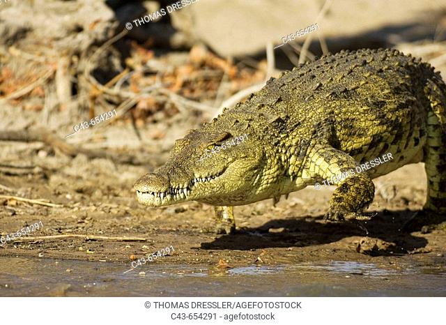Nile Crocodile (Crocodylus niloticus). Lufupa River. Kafue National Park, Zambia