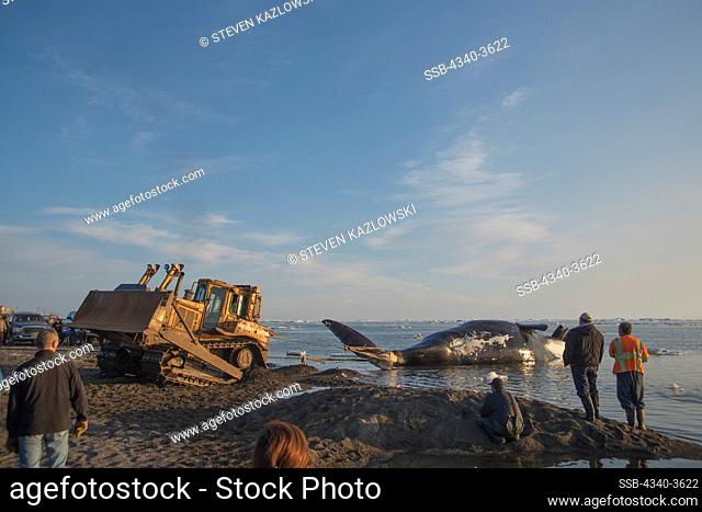 USA, Alaska, North Slope, Barrow, Inupiaq subsistence whalers preparing to pull up bowhead whale (Balaena mysticetus) using tractor