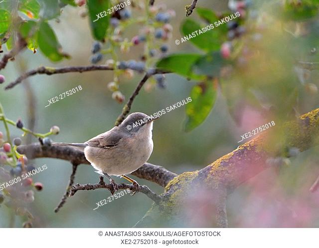 Subalpine Warbler (Sylvia cantillans), Greece