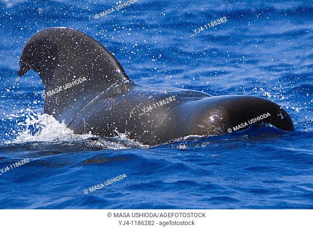 short-finned pilot whale, Globicephala macrorhynchus, bull, large male, Kona Coast, Big Island, Hawaii, USA, Pacific Ocean