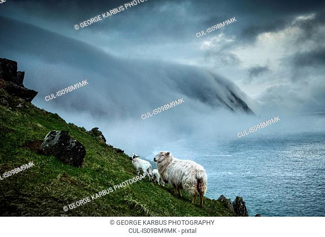 Sheep and floating sea fog, Blasket Islands, Great Blasket, Ireland