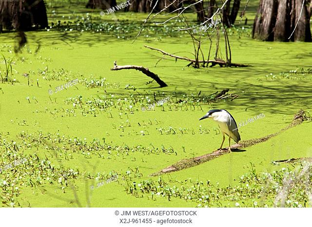 Breaux Bridge, Louisiana - A Black-Crowned Night Heron at the Cypress Island Preserve managed by the Nature Conservancy