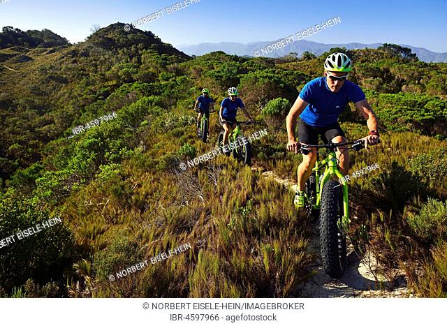 Mountain bikers driving on fat bikes through bushes, cycling, Nature Reserve, De Kelders, Gansbaai, Western Cape, South Africa
