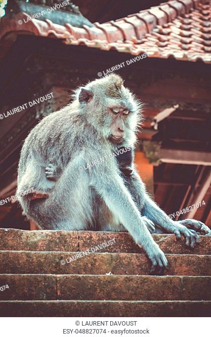 Monkeys on a temple roof in the sacred Monkey Forest, Ubud, Bali, Indonesia