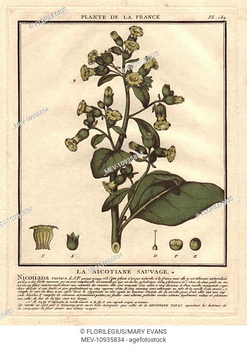 Wild tobacco, Aztec tobacco or mapacho, Nicotiana rustica. Handcoloured copperplate engraving by French botanist Jean Baptiste Francois Pierre Bulliard from...