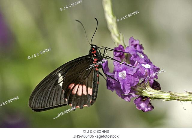 Pink cattle Heart, Parides iphidamas, Central America, Southamerica, imago on bloom