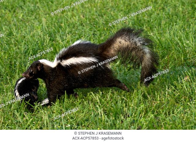 Wild Striped skunk Mephitis mephitis mother carrying baby to new den location, Quetico Provincial Park, Ontario