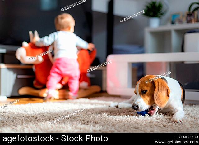 Dog chewing his toy on a carpet. Baby plays in the background