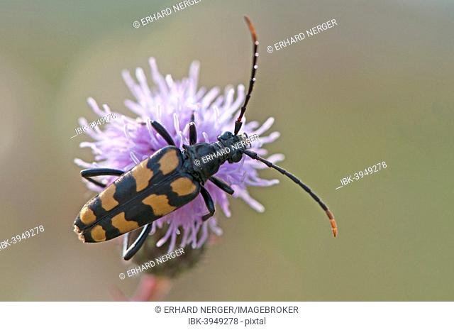 Capricorn beetle (Strangalia attenuata), Emsland, Lower Saxony, Germany