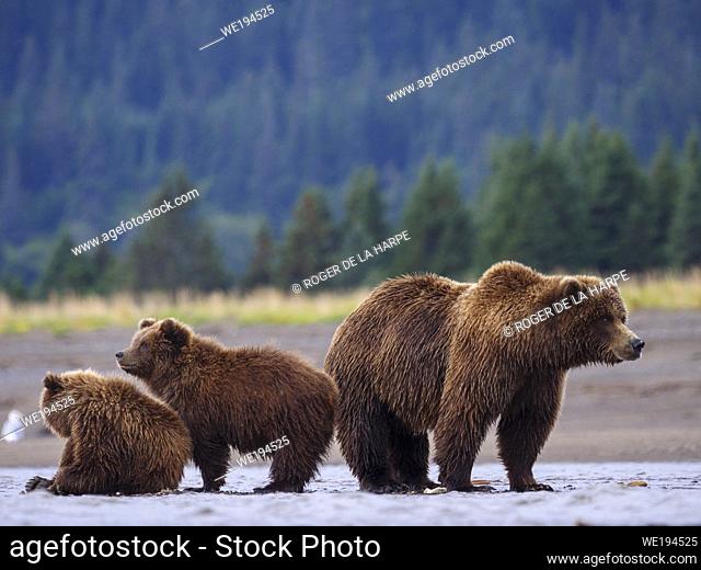 Coastal brown bear, also known as Grizzly Bear (Ursus Arctos) female and cubs. South Central Alaska. United States of America (USA)