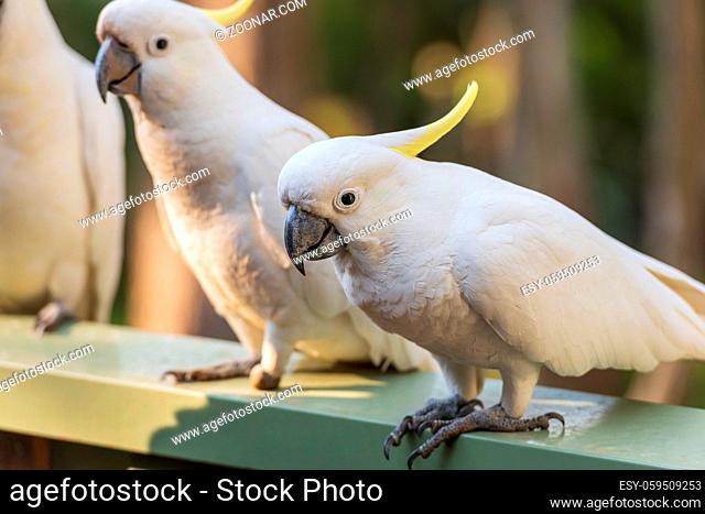 Flock of sulphur-crested cockatoos in southern Australia