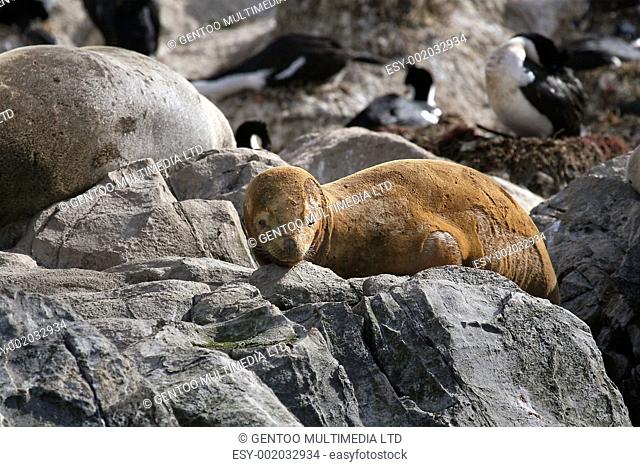 South American fur seal Arctocephalus australis