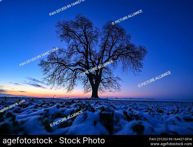 01 December 2023, Brandenburg, Lietzen: The evening sky lights up at sunset over a field with a single tree. Photo: Patrick Pleul/dpa