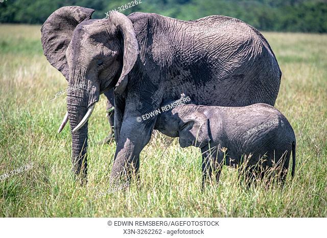 African bush elephants (Loxodonta africana), aka African savanna elephants during nursing in Maasai Mara National Reserve , Kenya