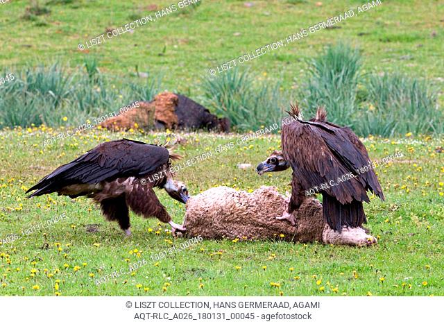 Cinereous Vultures eating from sheep