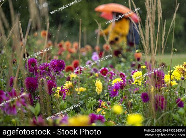 02 October 2022, Brandenburg, Beelitz: Two visitors with umbrellas walk past blooming dahlias at the State Garden Show. The State Garden Show can be visited...