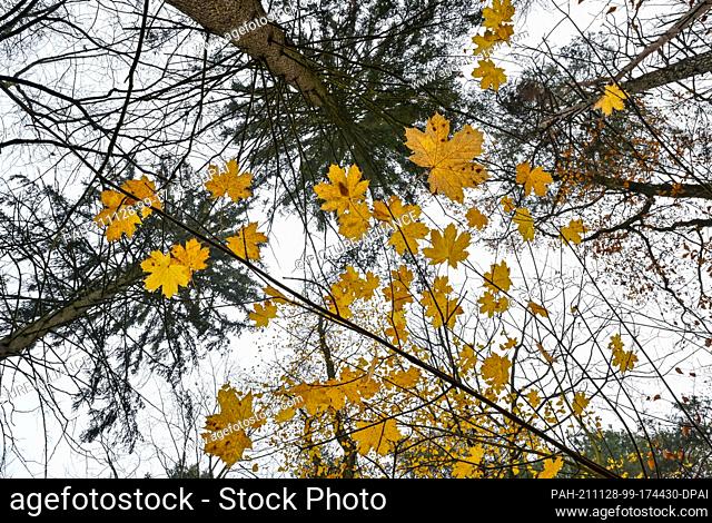 28 November 2021, Brandenburg, Treplin: The last yellow maple leaves shine on the branches in a forest in East Brandenburg