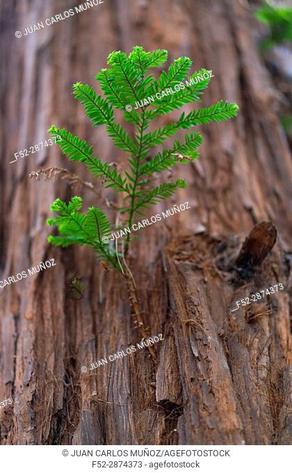 SEQUOIA - SEQUOYA (Sequoia sempervirens) is the sole living species of the genus Sequoia in the cypress family Cupressaceae (formerly treated in Taxodiaceae)