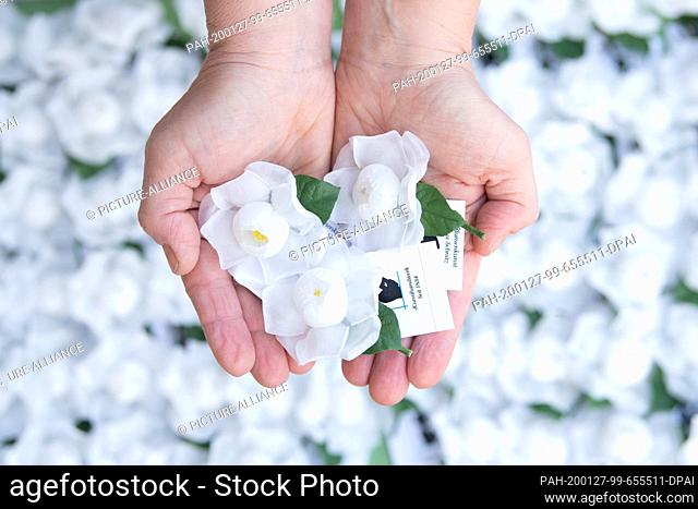 27 January 2020, Saxony, Dresden: A woman holds three artificial white roses in her hands in front of the town hall. The total of 2000 roses from the silk city...