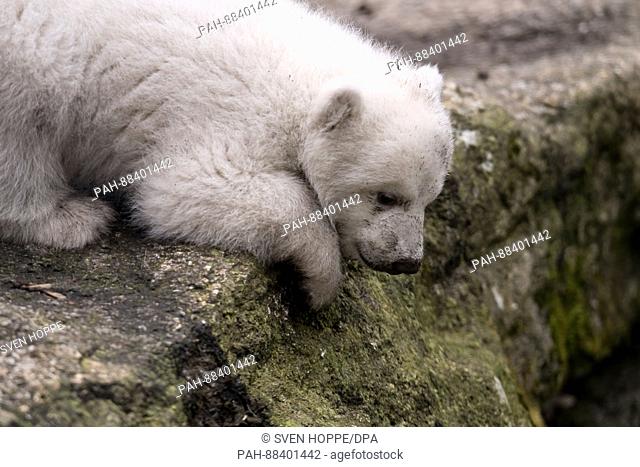The polar bear newborn that is yet to receive a name explores its open air enclosure for the first time at the Tierpark Hellabrunn zoo in Munich, Germany