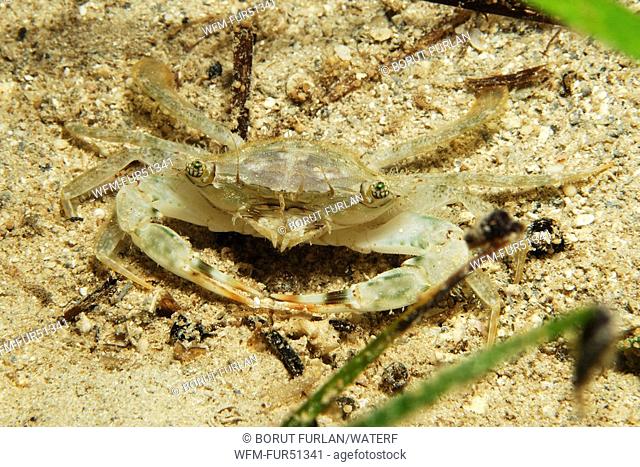 Swimming Crab, Portunus spec., Kas, Mediterranean Sea, Turkey