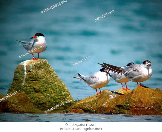 Roseate tern and common tern