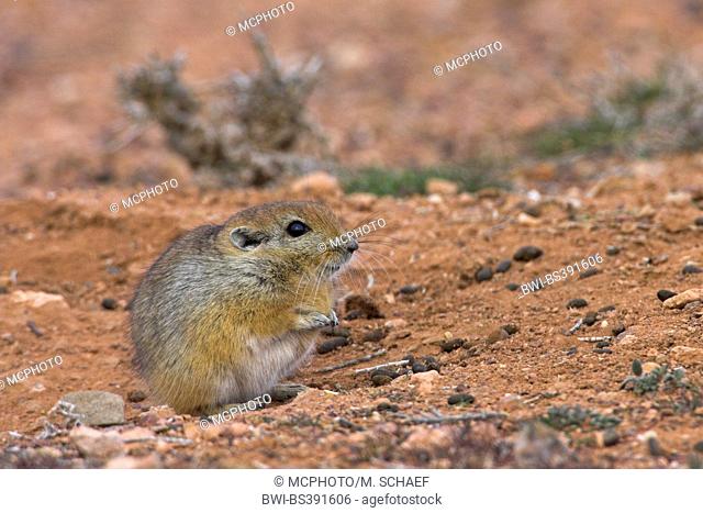 fat sand rat (Psammomys obesus), sitting on the ground, Algeria
