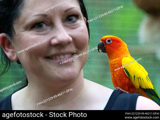 29 December 2022, Brandenburg, Potsdam: Animal keeper Rebekka has a sun parakeet (Aratinga solstitialis) sitting on her shoulder during a press tour for the...