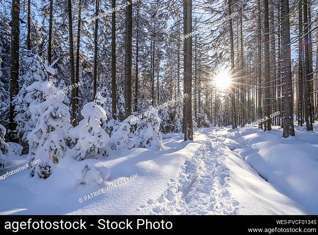 Sunbeam through tree trunks at snow covered Harz National Park in winter, Wernigerode, Saxony-Anhalt, Germany