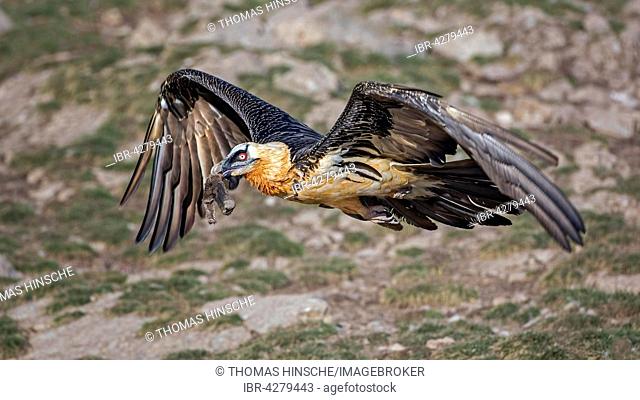 Bearded vulture, also lammergeier or ossifrage (Gypaetus barbatus) in flight with food in beak, Pyrenees, Catalonia, Spain