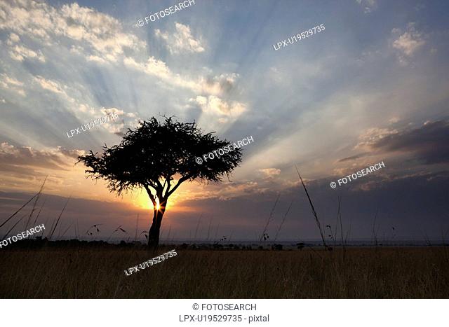 Sunrise on the Mara: single acacia seen through long dry grass, silhouetted with rising sun and skyscape, godbeams and starburst, Maasai Mara, Kenya