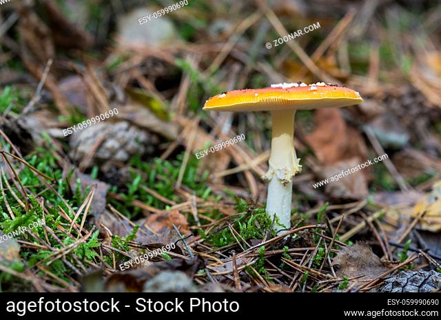 Amanita muscaria or fly agaric fungus in german nature