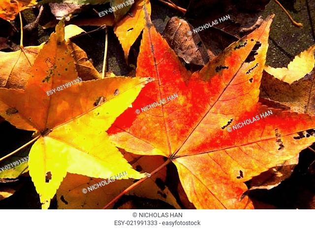 Red maple leaves, golden autumn