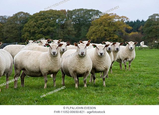 Domestic Sheep, Charollais, flock, ewes standing in pasture, Cumbria, England