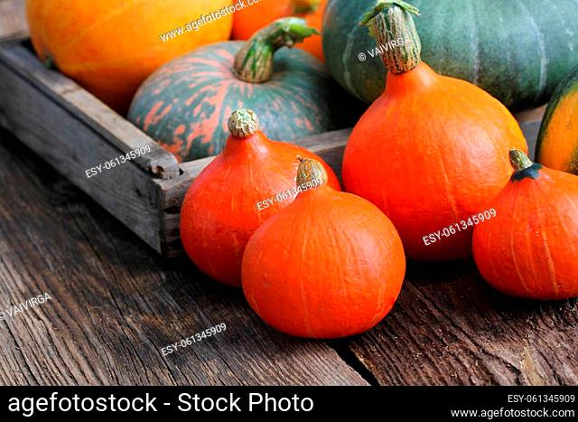 Autumn pumpkin Thanksgiving background concept . Orange and green pumpkins in wooden box on rustic table