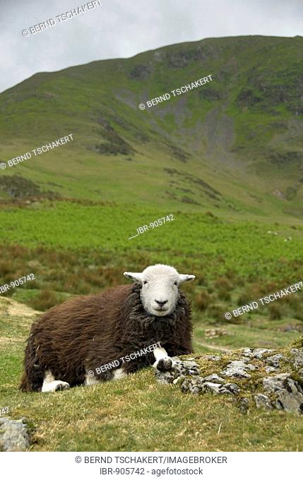 Sheep (Ovis), white head, brown coat, lying on a hill, Buttermere, Lake District, Cumbria, Northern England, Great Britain, Europe