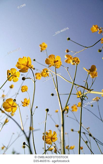 Yellow buttercup blossoms, Ranunculus sp., Ranunculaceae