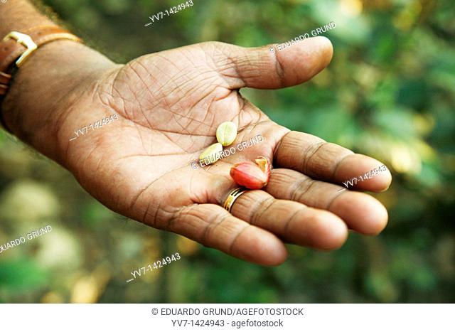 Coffee bean open  Periyar's Nature Reserve  Thekkady, Kerala, Republic of India, India, Asia