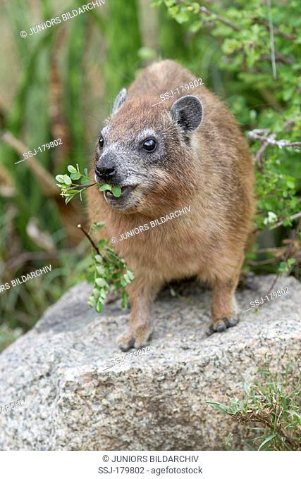 Rock Hydrax, Cape Hyrax (Procavia capensis) standing on a rock while eating plants. Serengeti National park, Tanzania