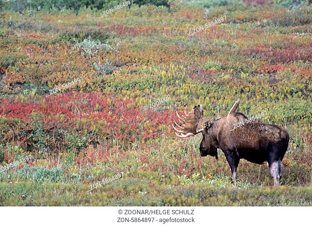 Elchschaufler in der herbstlichen Tundra - (Alaska-Elch) / Bull Moose in indian summer in the tundra - (Alaska Moose) / Alces alces (gigas)