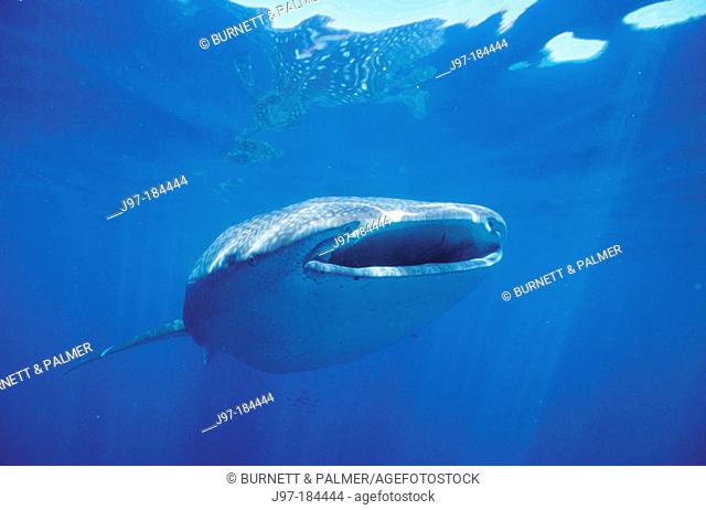 Whale Shark (Rhincodon typus). Australia