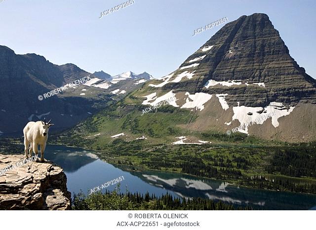 Mountain goat Oreamnos americanus, overlooking Hidden Lake and Bearhat Mountain, Glacier National Park, Montana, USA