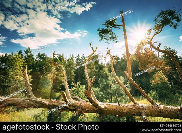 Windfall In Forest. Storm Damage Disasters. Fallen Trees In Coniferous Forest After Strong Hurricane Wind