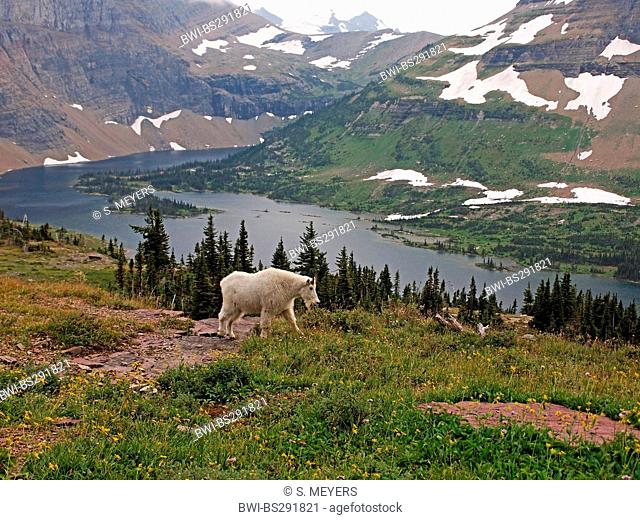 Mountain goat (Oreamnos americanus), grazing in a mountain meadow, USA, Montana, Glacier Natioanl Park